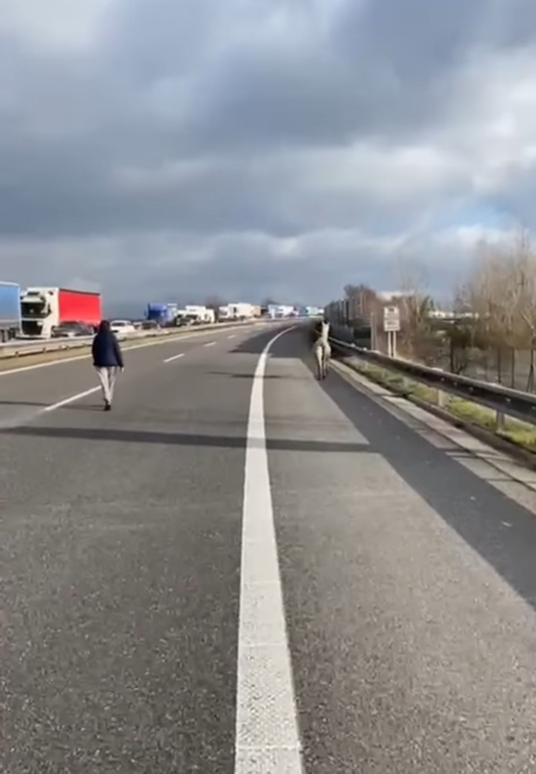 Policajti sa zapotili: Neuveríte aké zviera odchytávali na diaľnici!
