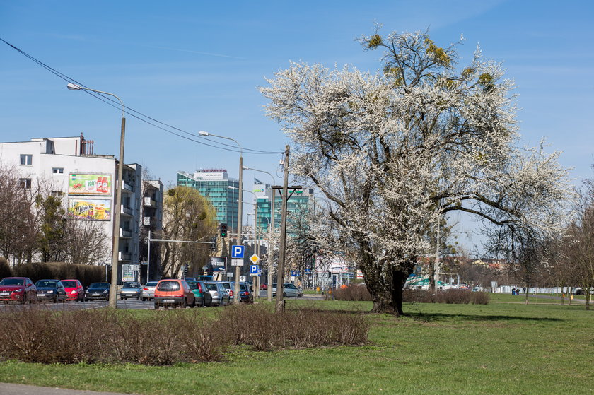 Społecznicy zachęcają do tworzenia ogródków na Wildzie