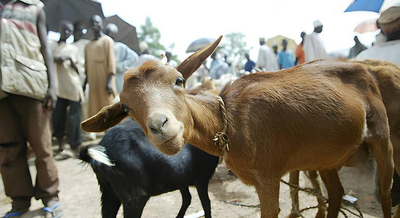 Humans can contract anthrax from domestic animals such as goats, pigs and cattle.