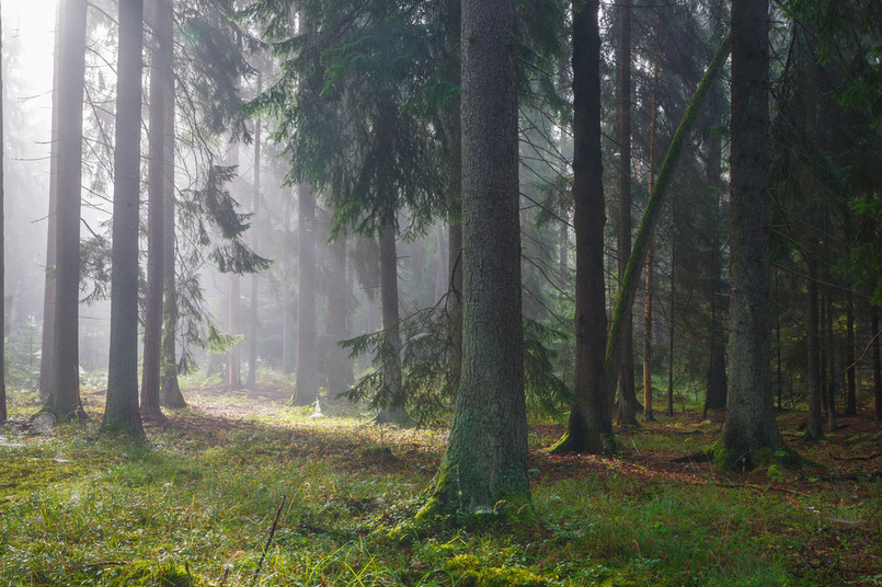 "Żeby ten Białowieski Park Narodowy był przyjemnym miejscem dla wszystkich (...), a zwłaszcza dla tych, którzy cenią sobie naturalną przyrodę" - dodał nowy dyrektor BPN