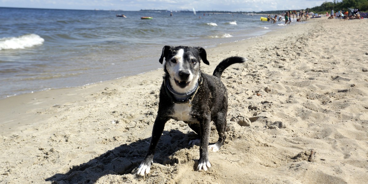 W Środzie Wielkopolskiej nie można wprowadzać psów na plażę miejską.