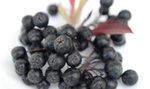 Aronia dobra na ciśnienie