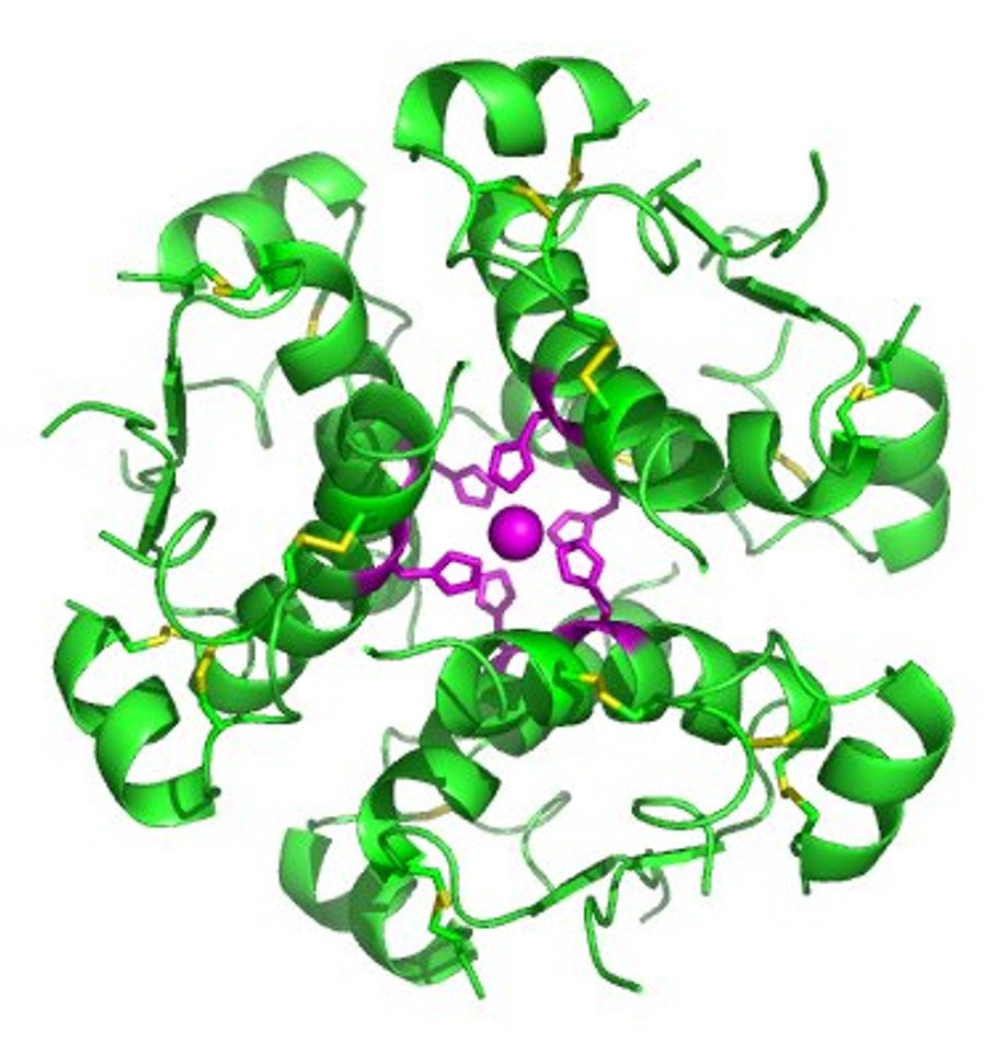 This is what a molecule of insulin looks like.