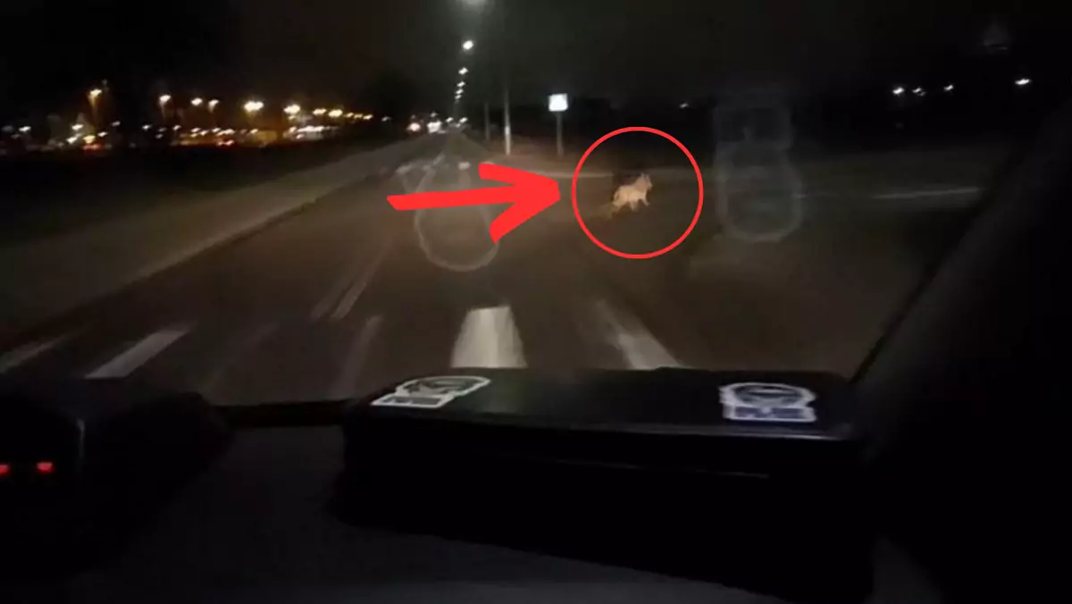 Policjanci z Lęborka spotkali na swojej drodze wilka