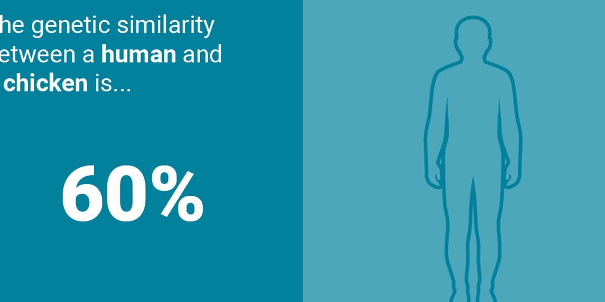 Humans are 60% the same as chickens in one surprising way