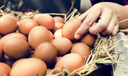 Wielki quiz o jajkach. Na czwarte pytanie poprawnie odpowiedzą nieliczni