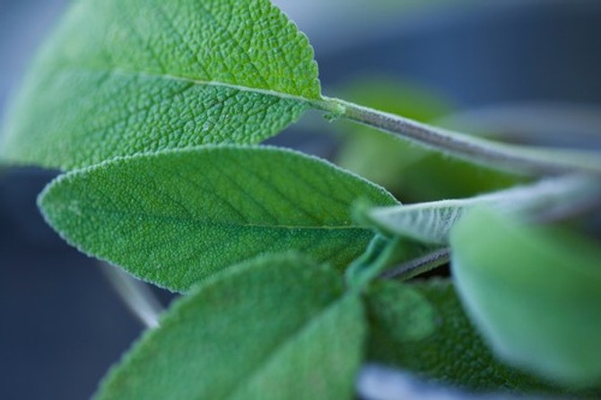 Menta