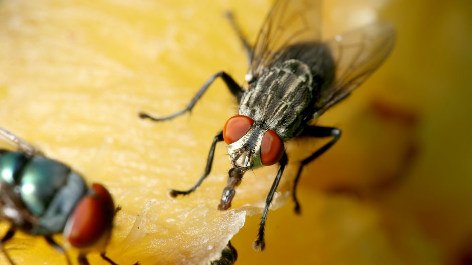 Sprawdź skuteczne sposoby na pozbycie się problemów z muchami w domu
