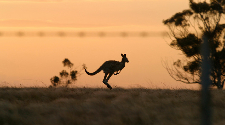 A wallaby kengurufaj nagy része sikeresen megmenekült az ausztrál bozóttűz elől /Illusztráció: Northfoto