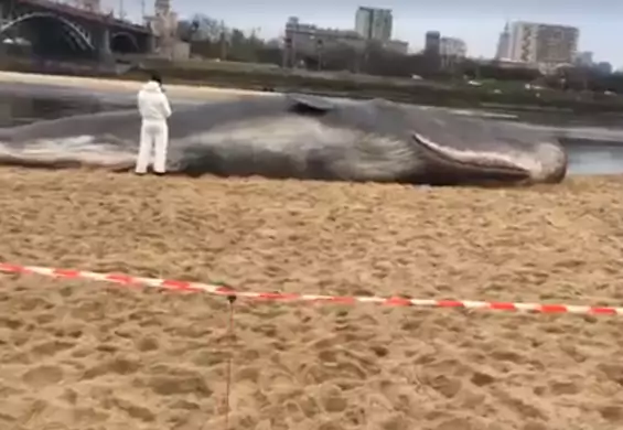 Przedziwne znalezisko w Warszawie. Wieloryb na plaży nad Wisłą