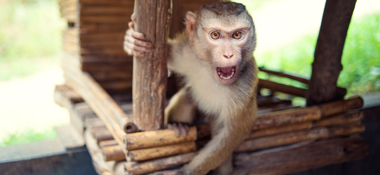 Dlaczego małpy atakują ludzi - ekspertka od naczelnych wyjaśnia