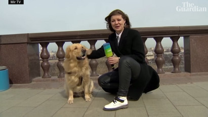 Ilyet is ritkán látni: élő adásban lopta el egy kutya a riporter mikrofonját – videó