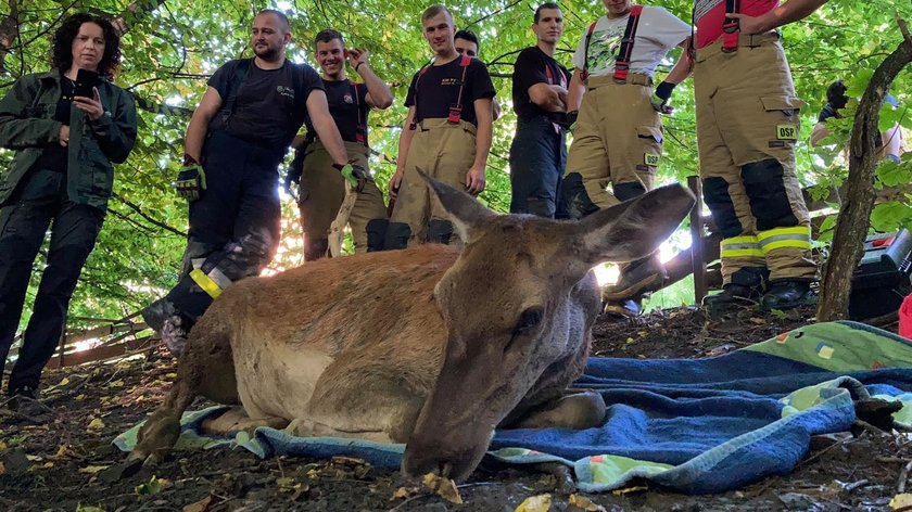 Wybrała się na jabłuszka i wpadła w tarapaty, na szczęście sztab ludzi łanię uratował