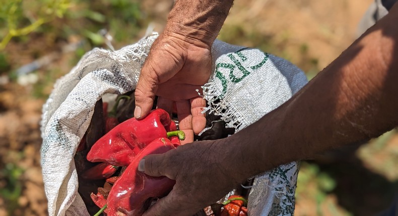 Harvest season on a chile farm in Quertaro, Guanajuato, where a project years in the making is working to bring previously unavailable single-origin Mexican chiles to the US.Ethan Frisch/Burlap & Barrel