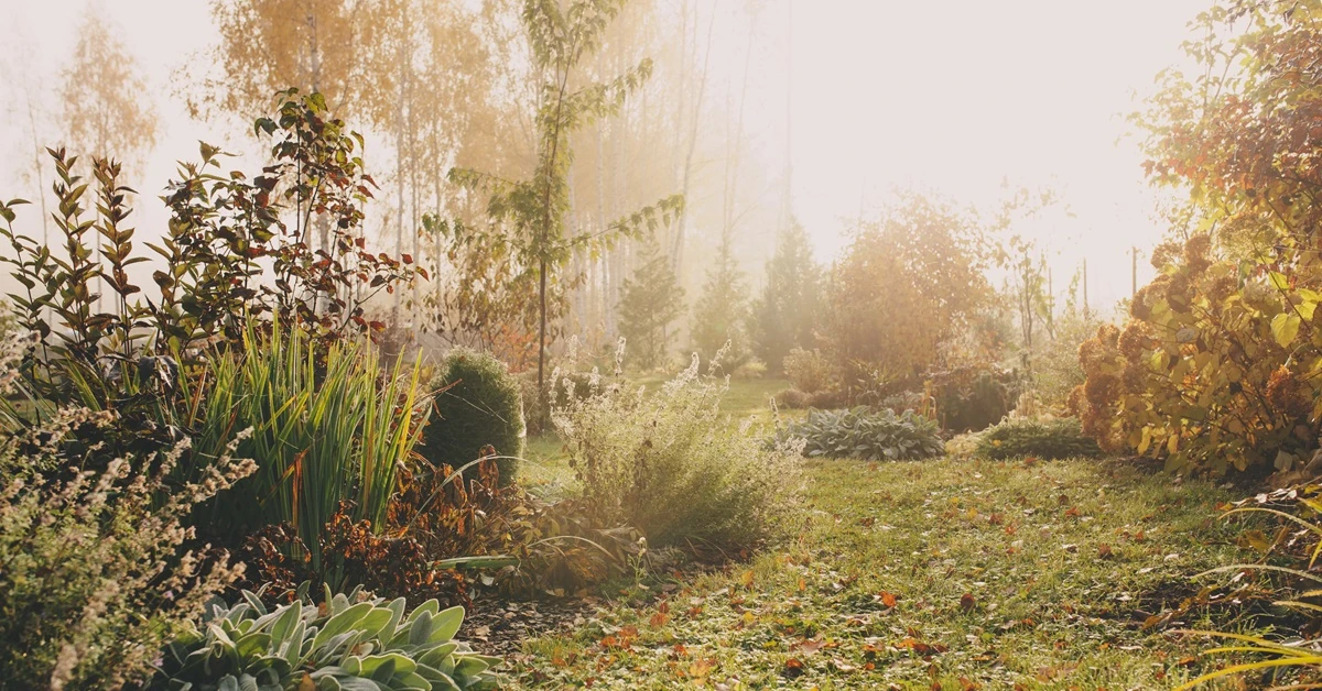 Listopad 2025 w ogrodzie [Kalendarz ogrodnika]