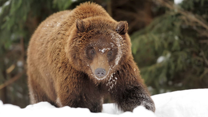 Niedźwiadek, który w zeszłym tygodniu błąkał się po Kasprowym Wierchu, zginął w starciu z dorosłym niedźwiedziem – informuje RMF FM. Zwierzę miało około roku i ważyło jedynie kilkanaście kilogramów.
