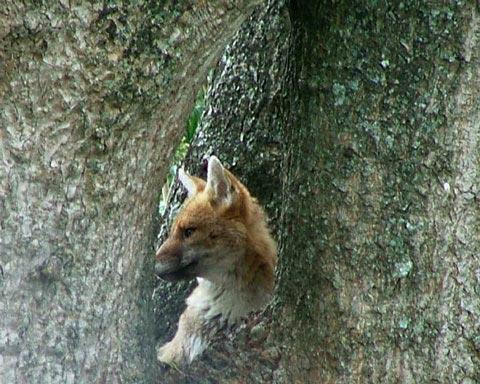 Galeria Argentyna - Delta rzek Parany i Urugwaju, fauna, obrazek 37