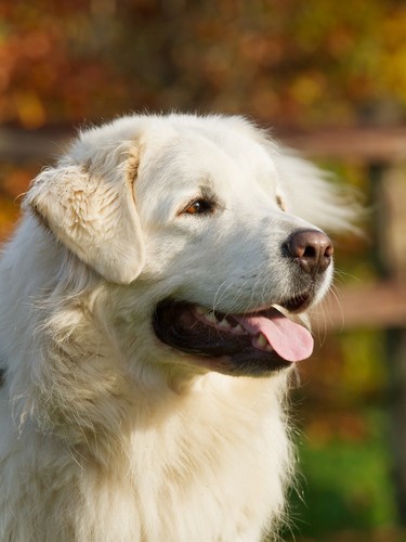 Polish Tatra Sheepdog, czyli nasz polski owczarek podhalański