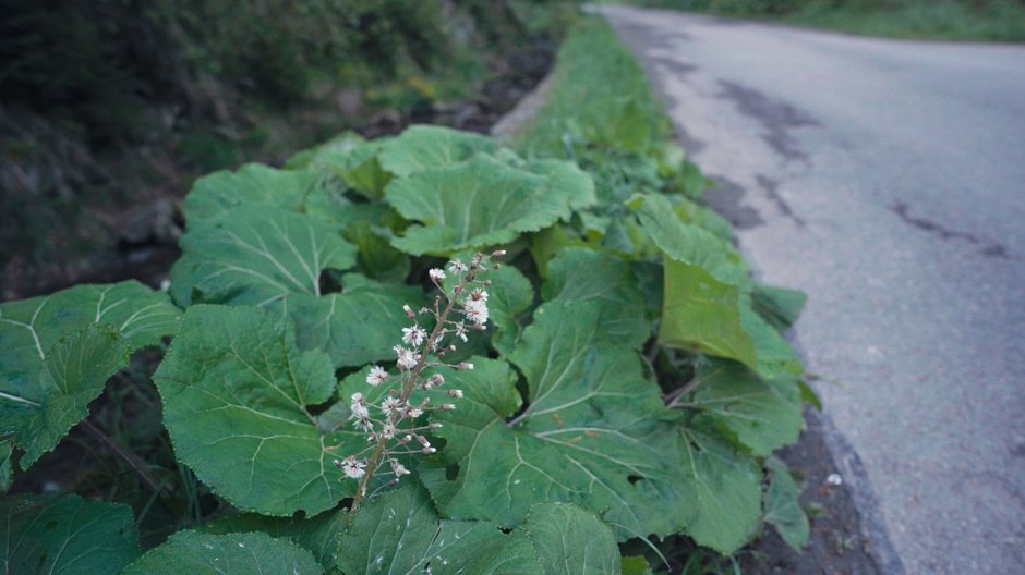 Beskid Żywiecki