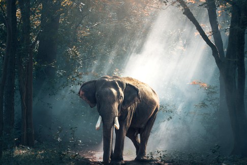 Elephants in the forest