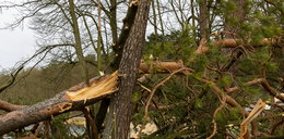 Kolejna ofiara wichury. Spadające drzewo zabiło przechodnia