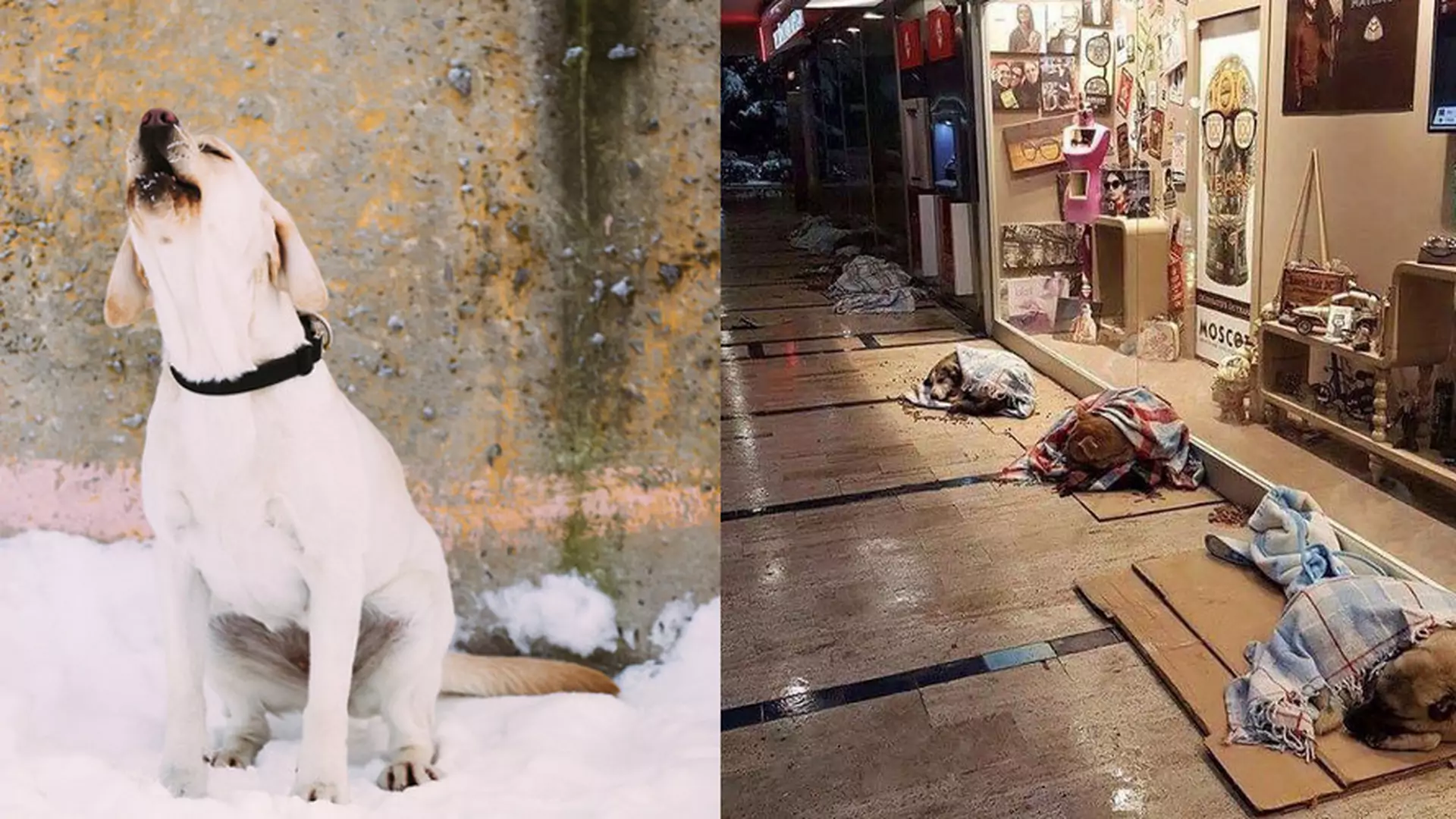 Okazali serce i wpuścili bezdomne psy na noc do galerii handlowej - psiaki uratowane przed mrozem