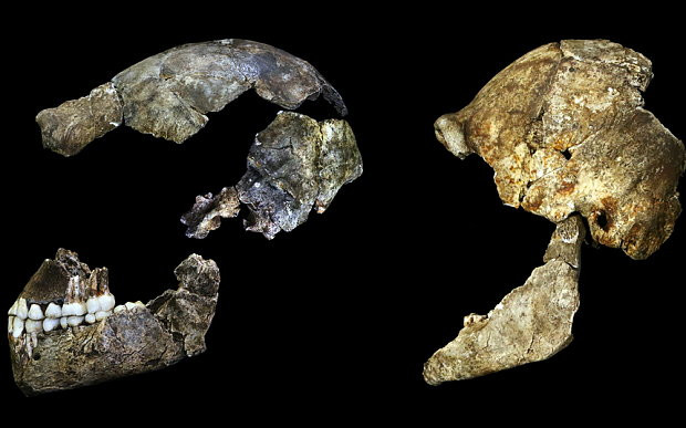 Odkryto nowy gatunek człowieka - homo naledi