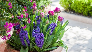 czy można sadzić tulipany wczesną wiosną? rośliny cebulowe w donicy [inspiracje]