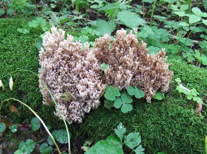 Uroki Puszczy Białowieskiej © www.tydecydujesz.org Fot. Jacek Winiarski