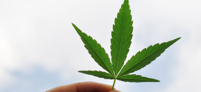 Marihuana hamuje rozwój raka? Nowe badanie