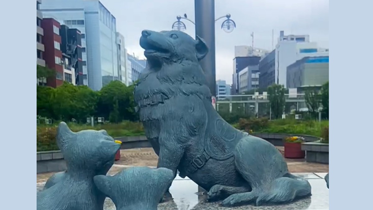 Čirori pas iz Japana