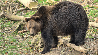 Niedźwiedź złapał kobietę za nogę i pociągnął za sobą. Dramat w Rumunii