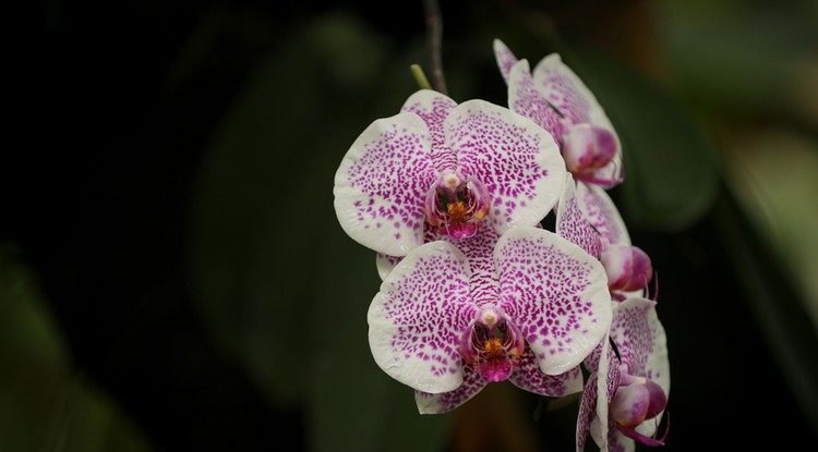 Jobb, mint a híre: a tökéletes orchidea titka, Northfoto