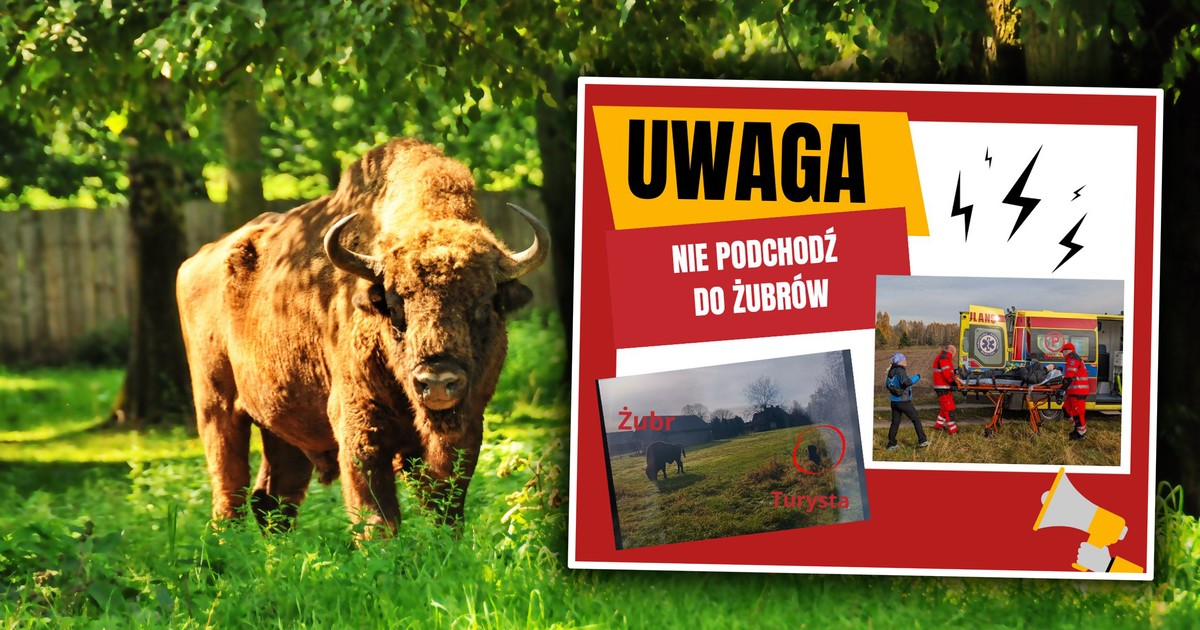 Pokazali głupotę turystów w Białowieskim Parku Narodowym. "Poturbowana trafiła do szpitala"