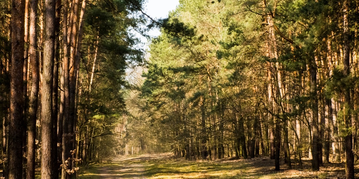 Groza w Tatrach. To było niebezpieczne spotkanie. Dziewczynka trafiła do szpitala [zdjęcie ilustracyjne]