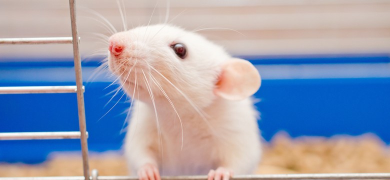 Nagroda za zrozumienie zwierząt. 10 mln dolarów dla zespołu, który "odblokuje" komunikację