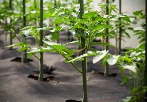 Zakopao sam 20 plastičnih flaša u zemlju i koren paradajza je porastao tri puta jače i duže 