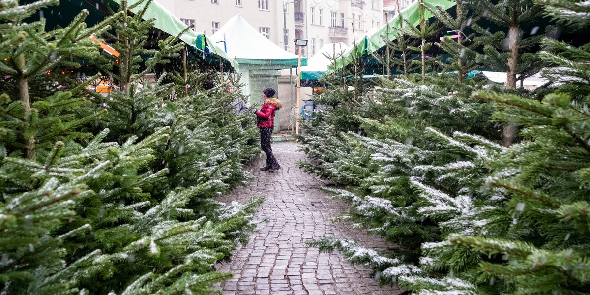 Na poznańskich rynkach jest wielki wybór choinek.