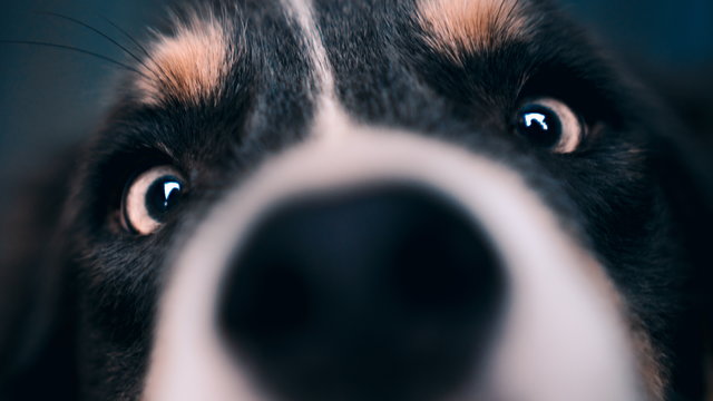 Gyönyörű kutyává cseperedett Emká, akit a Magyar Közút munkatársai vettek magukhoz