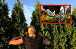 Masz tuje w ogrodzie? Nie zapomnij o tym przed zimą! Ten zabieg jest kluczowy