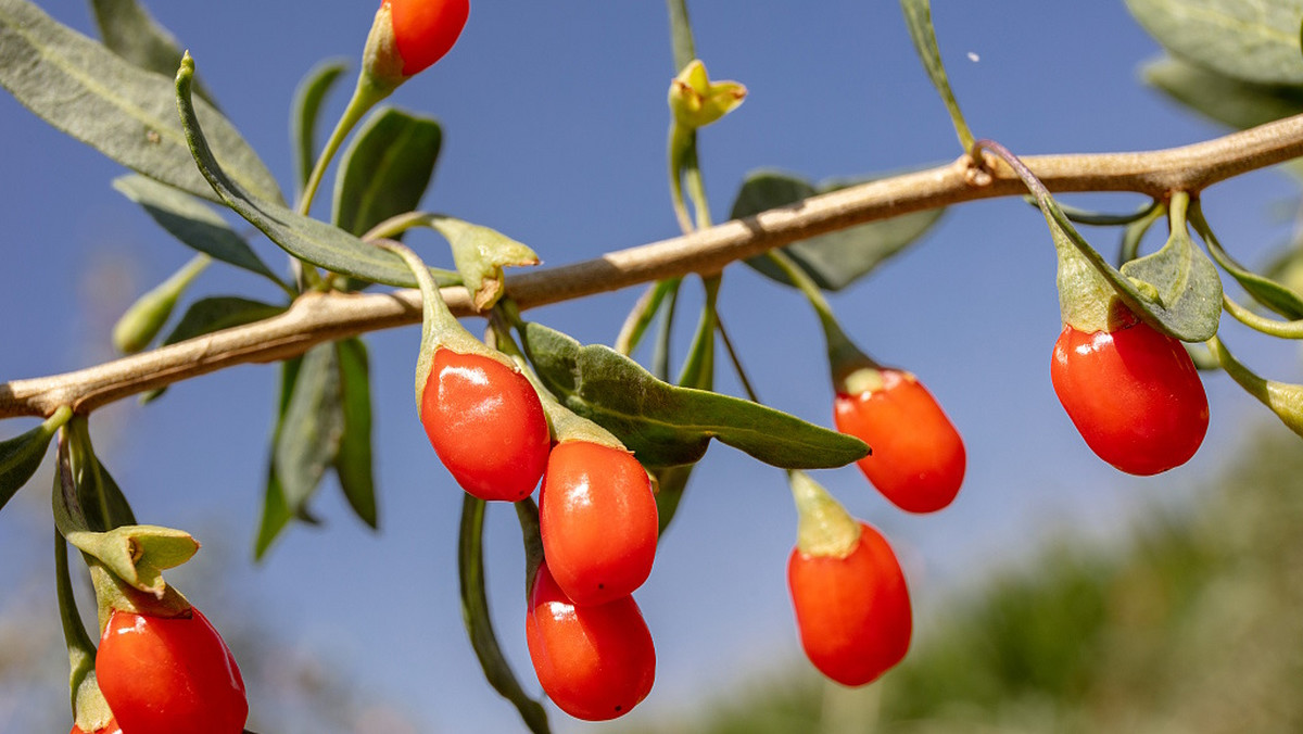 <em>Czy znasz goji berries, czyli jagody goji? Ten mały czerwony owoc znany jest również jako kolcowój chiński albo kolcowój pospolity. W sprzedaży zazwyczaj spotyka się owoce suszone, które zaliczane są do tak zwanych superfood. Nic dziwnego, bo owoc ten stanowi istotne źródło wielu animokwasów i witamin oraz innych składników o działaniu prozdrowotnym. </em>