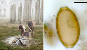 An illustration of prehistoric people cooking in Durrington Walls (left) seen next to a parasite egg (right) found in preserved feces found near the site.