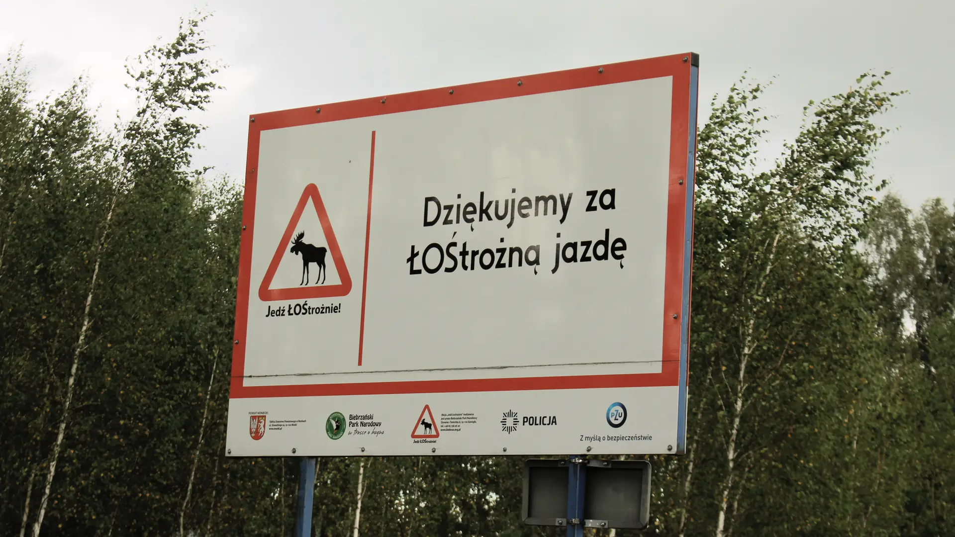 Czy dolina Biebrzy to Podlaska Luizjana? Pojechaliśmy elektrycznym Hyundaiem na najsłynniejsze polskie bagna