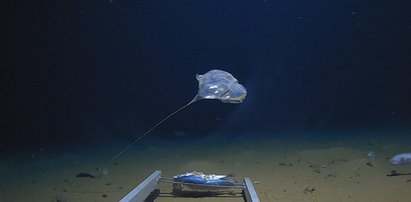 Tajemnicze stworzenie na dnie Oceanu. Badacze nie mogli uwierzyć własnym oczom