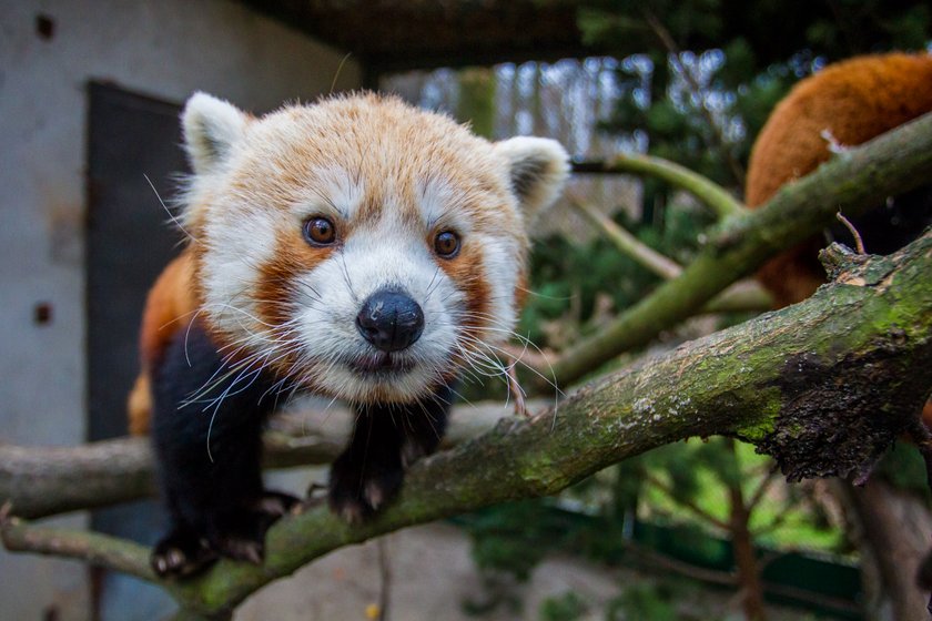 Aki i Toshi - tak nazwano pandy z poznańskiego Nowego Zoo