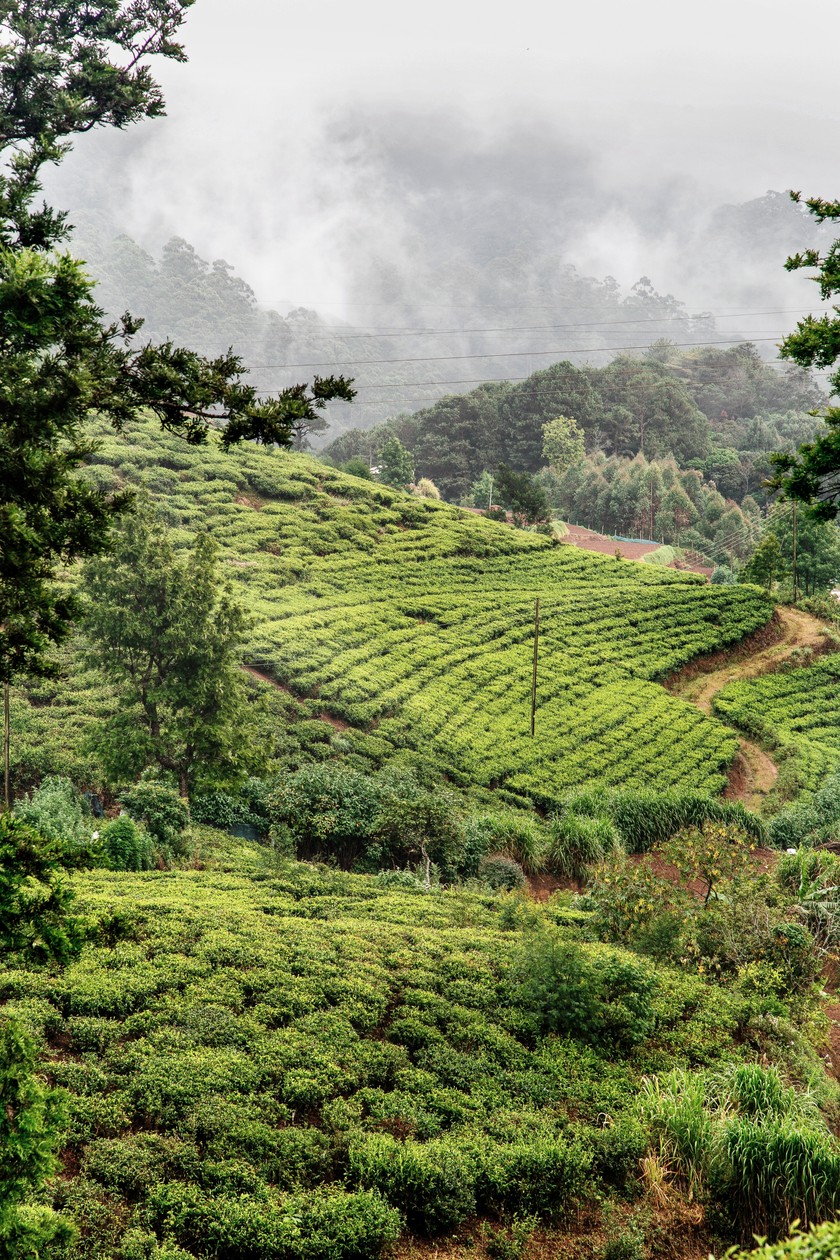 SriLanka-NuwaraEliya-2020-33