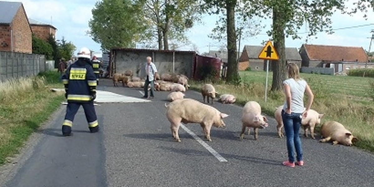 Świniaki ganiały po drodze