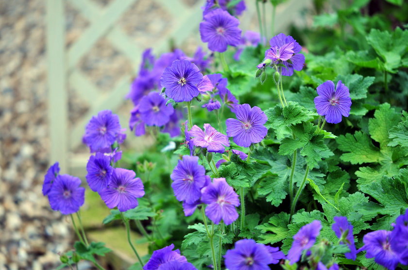 Geranium