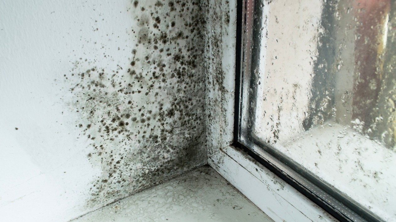 Ako sa chrániť pred plesňou vo vašej domácnosti? Jednoduché riešenie len za pár eur.