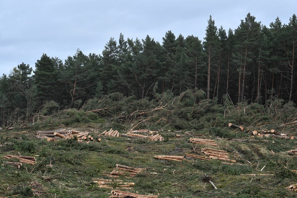  Wycinka lasów i początkowe etapy przekopu Mierzei Wiślanej